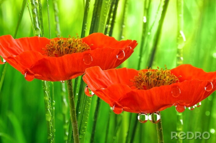Tableau  fleurs avec des gouttes d'eau