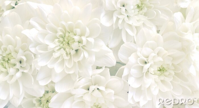 Tableau  Fleurs blanches de chrysanthème.
