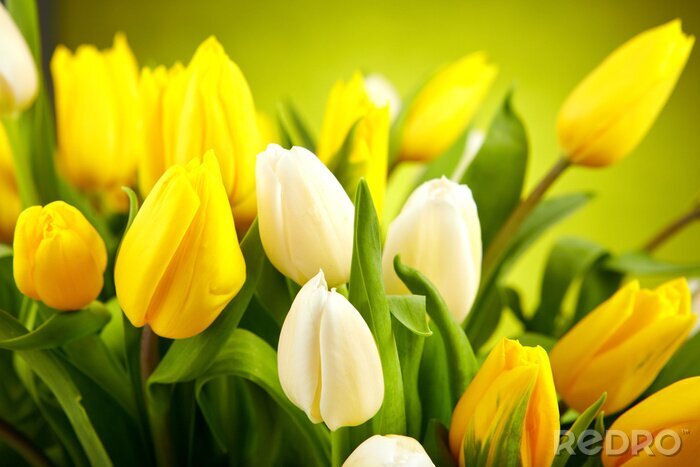 Tableau  Fleurs blanches et jaunes