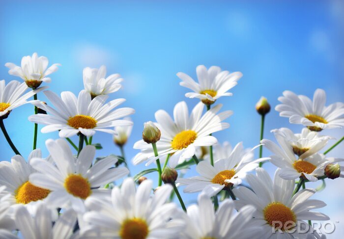 Tableau  Fleurs blanches sur fond bleu