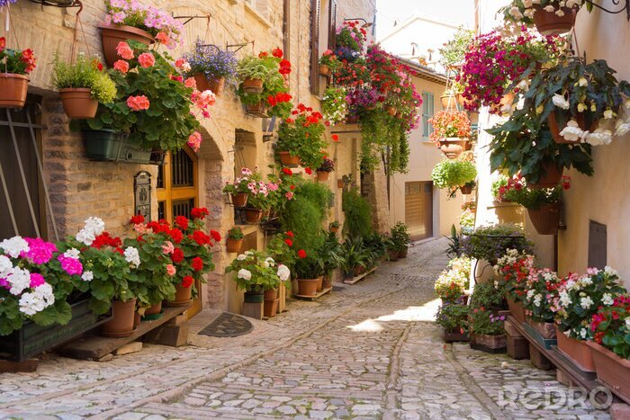 Tableau  Fleurs colorées dans une ruelle italienne à Spello