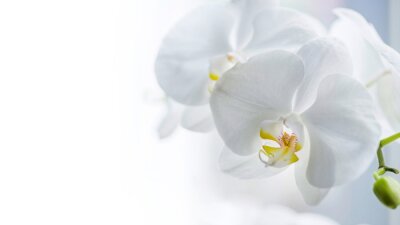 Tableau  Fleurs d&#39;orchidées blanches 3D