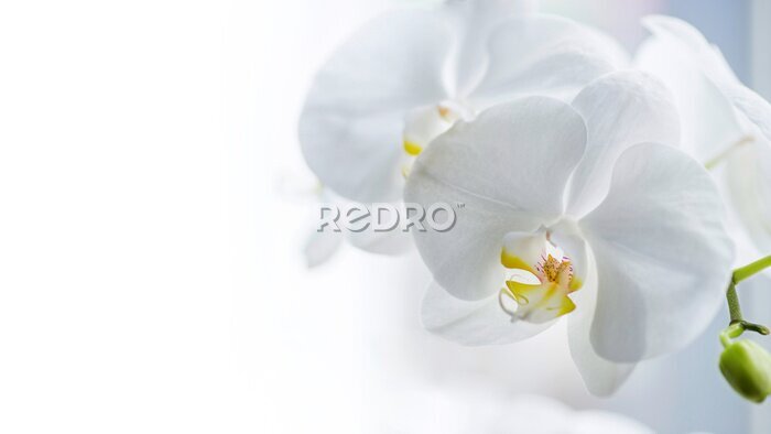 Tableau  Fleurs d&#39;orchidées blanches 3D