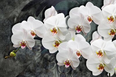 Tableau  Fleurs d&#39;orchidées blanches 3D sur fond sombre