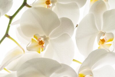 Tableau  Fleurs d&#39;orchidées blanches en macro