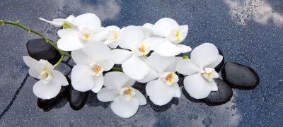 Tableau  Fleurs d&#39;orchidées blanches sur pierres zen