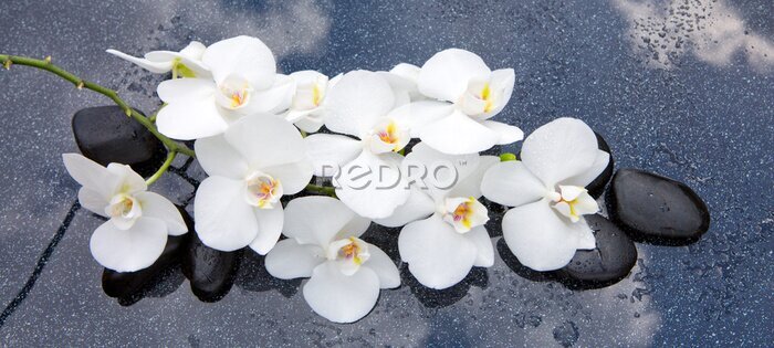 Tableau  Fleurs d&#39;orchidées blanches sur pierres zen