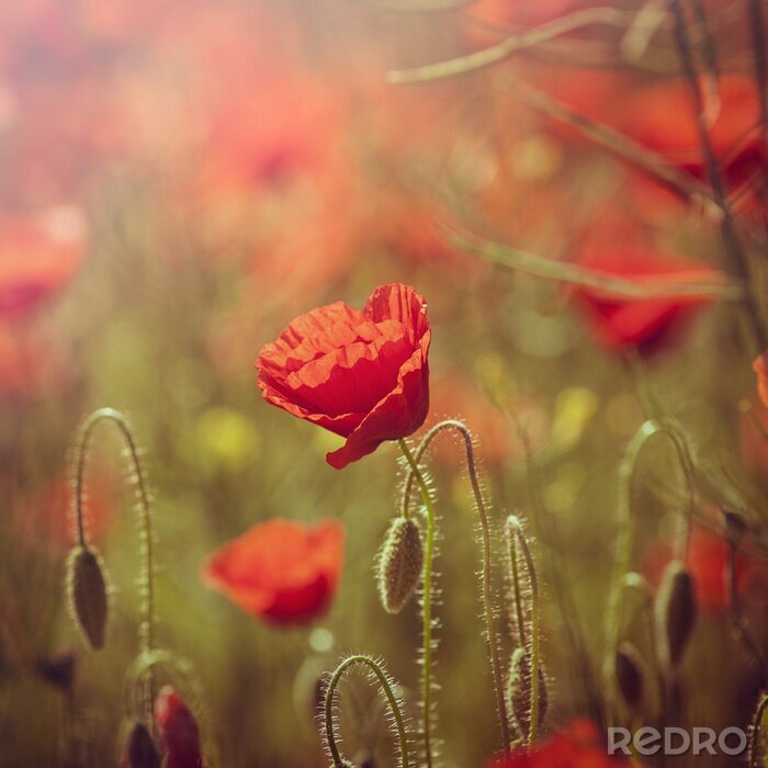 Tableau  Fleurs d'été des champs