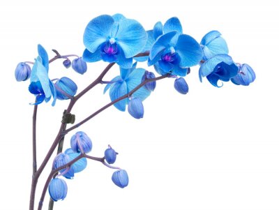 Tableau  fleurs d'orchidées