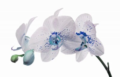 Tableau  fleurs d'orchidées avec de grandes et de petites taches bleues