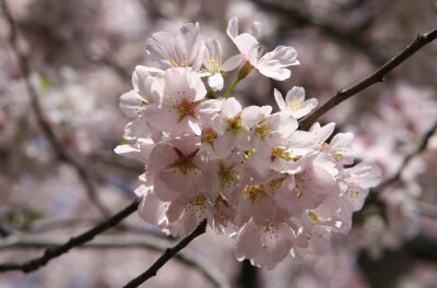 Tableau  fleurs de cerisier