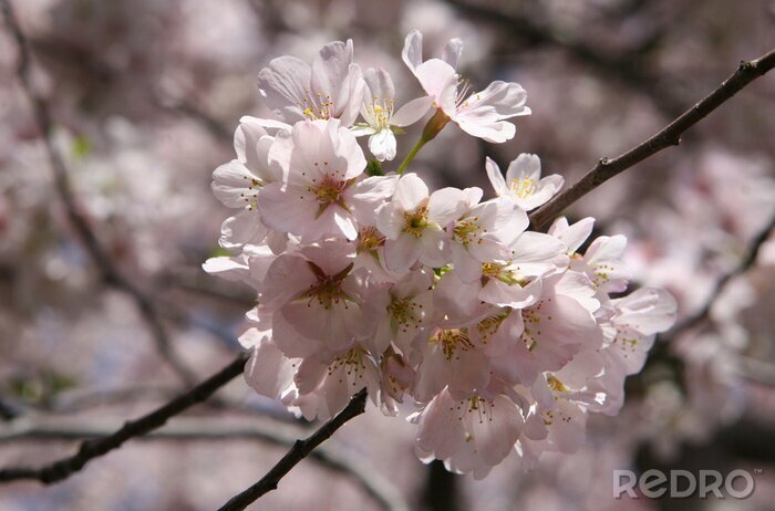 Tableau  fleurs de cerisier