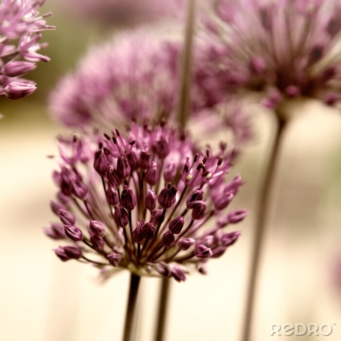 Tableau  Fleurs de ciboulette dans le jardin
