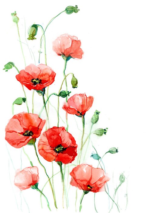 Tableau  Fleurs de coquelicots et tiges d'aquarelle