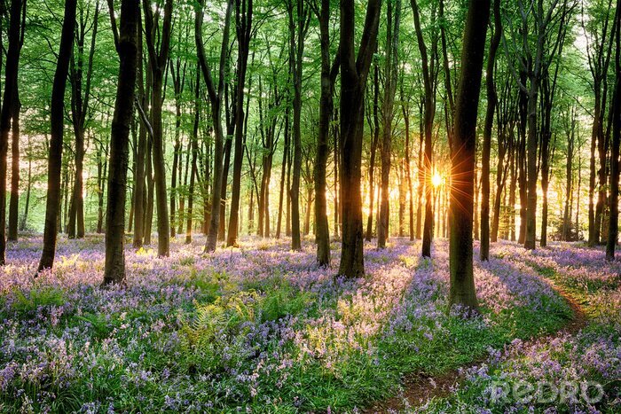 Tableau  Fleurs de la forêt au lever du soleil