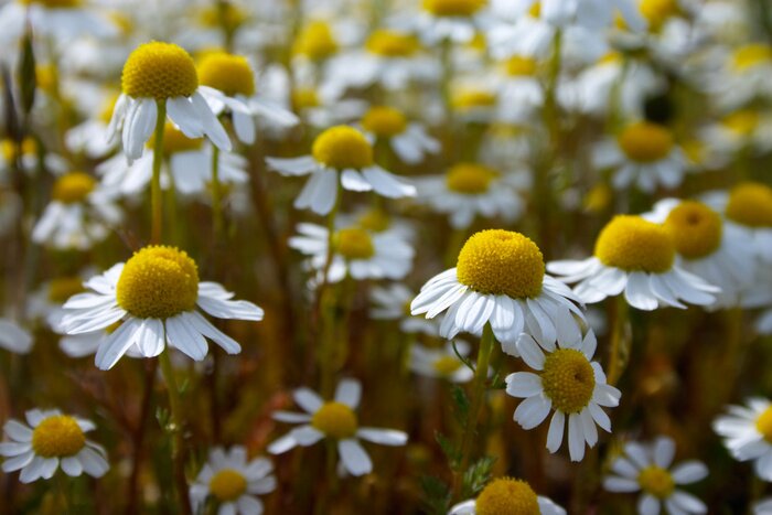 Tableau  fleurs de marguerite
