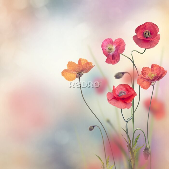 Tableau  Fleurs de pavot rouge