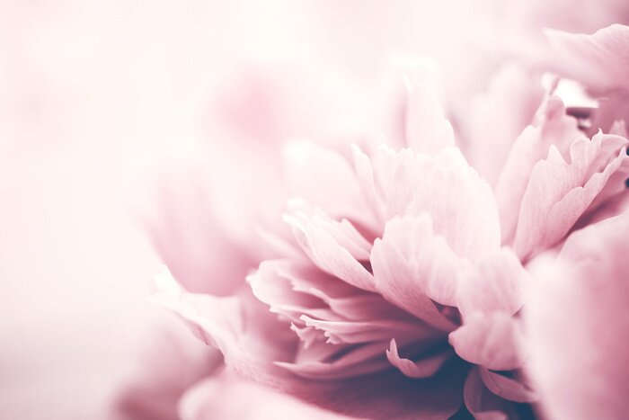 Tableau  Fleurs de pivoine rose