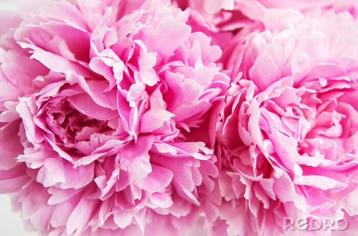 Tableau  Fleurs de pivoine rose beauté