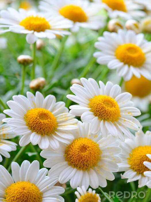 Tableau  Fleurs de printemps pla, rapproché