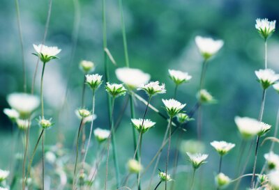 Papier peint  Fleurs en fleur dans une prairie