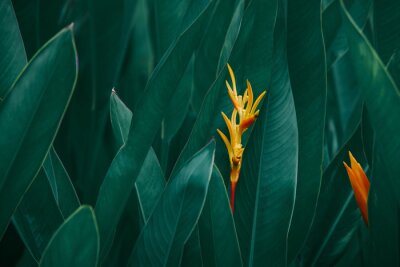 Tableau  Fleurs exotiques orange sur fond de feuilles vert foncé