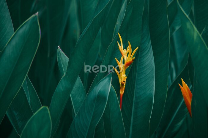 Tableau  Fleurs exotiques orange sur fond de feuilles vert foncé