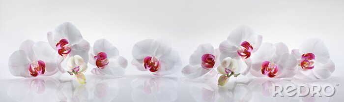 Tableau  Fleurs exotiques orchidées