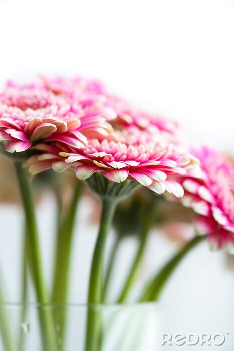 Tableau  Fleurs Gerbera dans un vase en verre