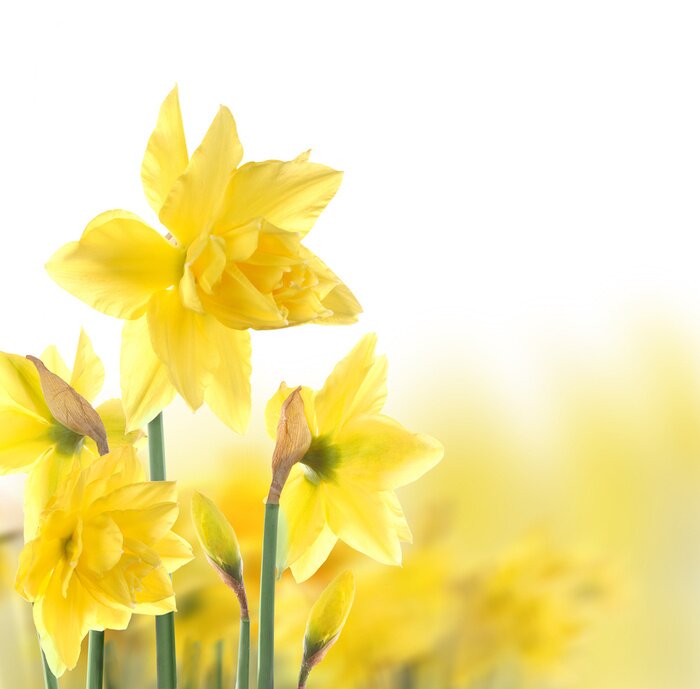 Tableau  Fleurs jaunes au soleil