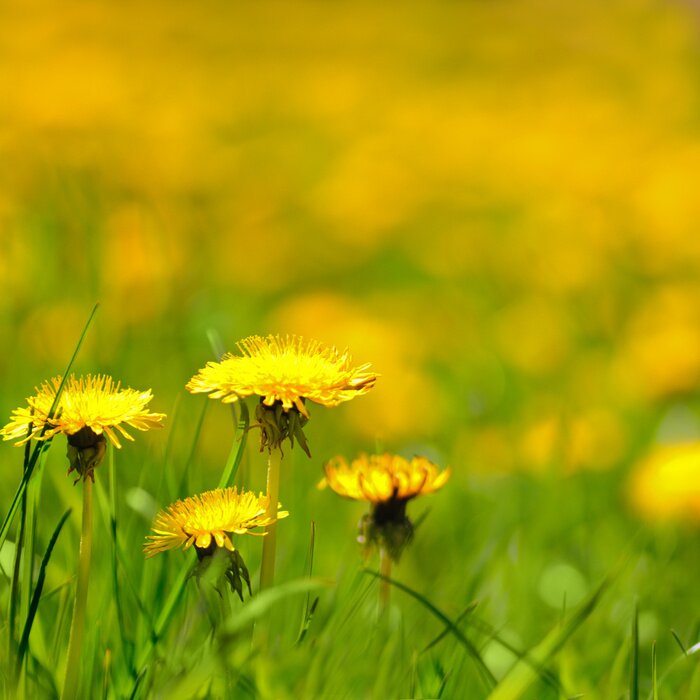 Tableau  Fleurs jaunes dans l'herbe