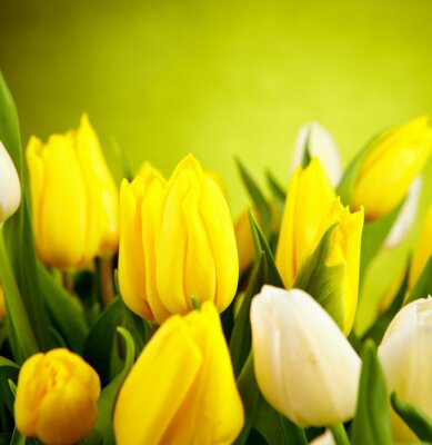 Tableau  Fleurs jaunes et blanches tulipe avec copie espace vert