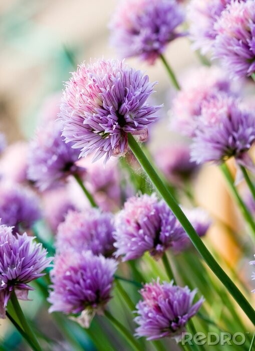 Tableau  Fleurs larges