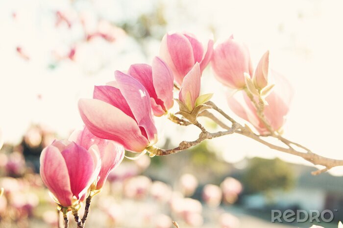 Tableau  Fleurs Magnolia rose