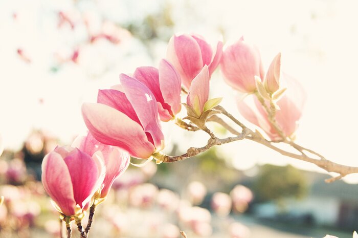 Tableau  Fleurs Magnolia rose