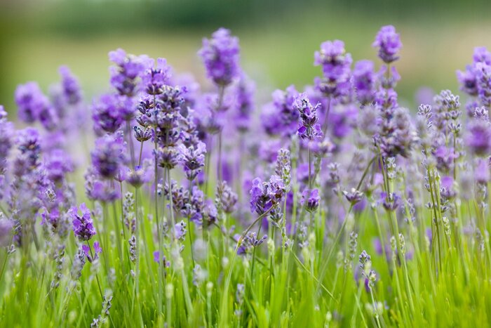 Tableau  Fleurs mauves dans l'herbe