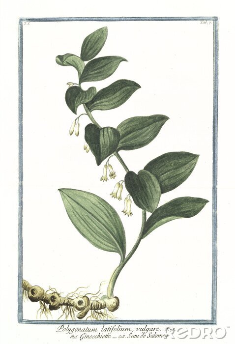 Tableau  Fleurs mini clochettes sur la tige