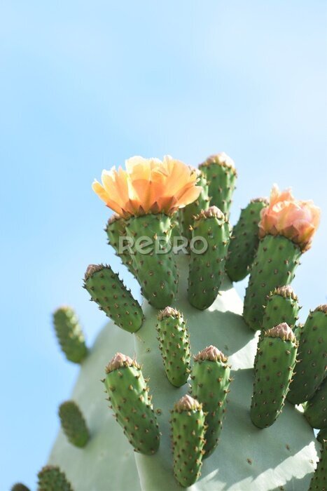 Tableau  Fleurs orange sur un cactus vert