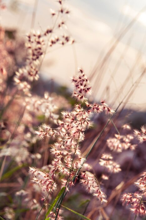Tableau  Fleurs pastel sur un arrière-plan flou