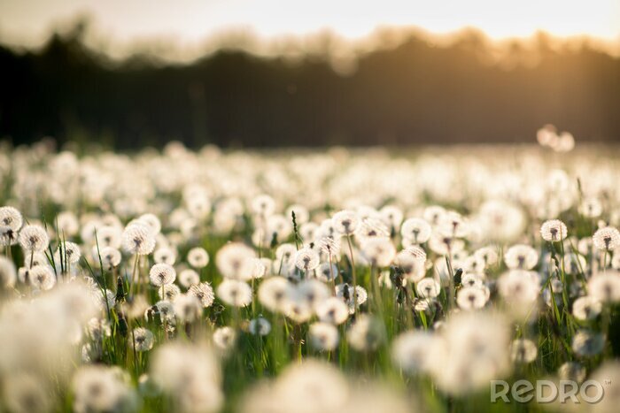 Tableau  Fleurs pelucheuses dans le pré au lever de soleil