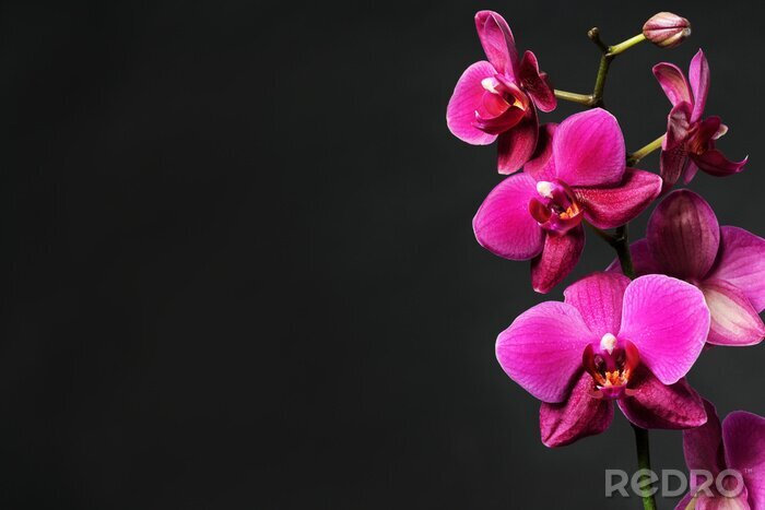 Tableau  Fleurs roses en pleine floraison