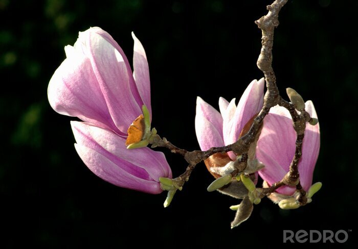 Tableau  Fleurs roses et branche