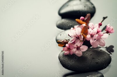 Tableau  Fleurs roses sur pierres noires