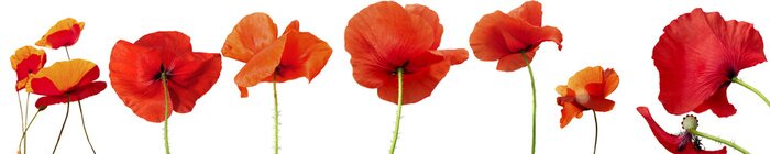 Tableau  Fleurs rouges disposées en rang