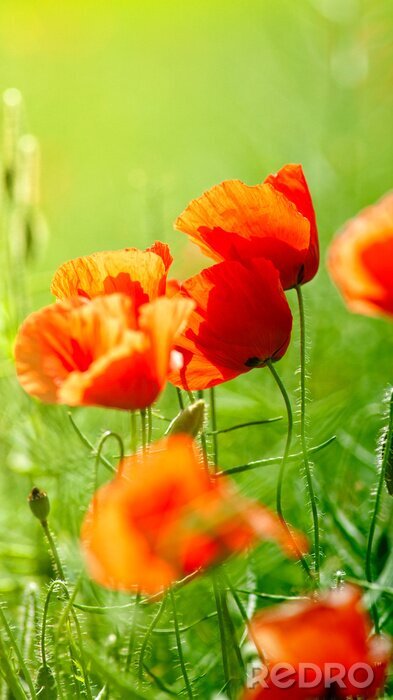 Tableau  Fleurs rouges sur un pré vert