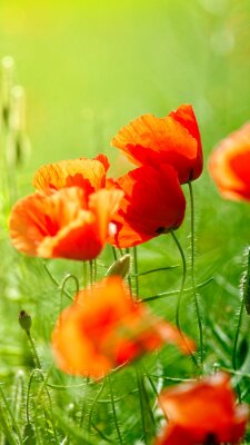 Sticker  Fleurs rouges sur un pré vert