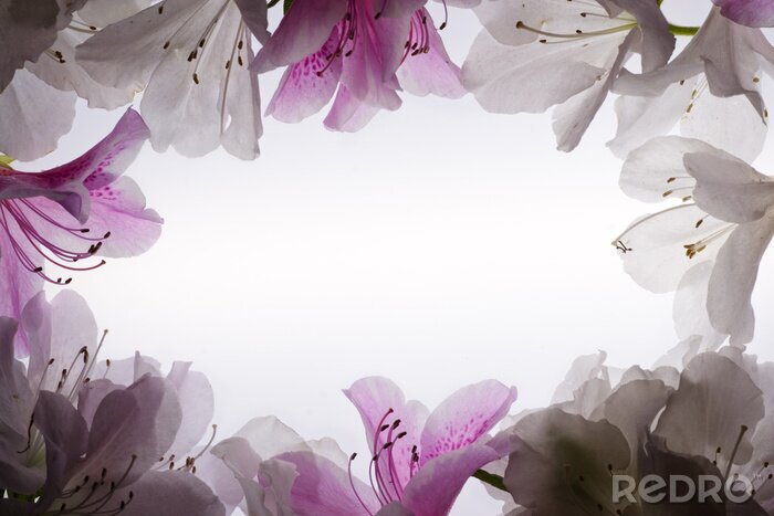 Tableau  Fleurs sous forme de cadre