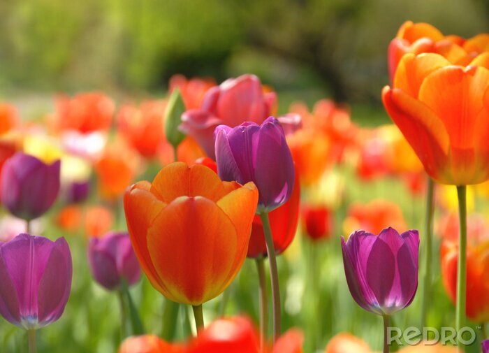 Tableau  Fleurs sur une plantation