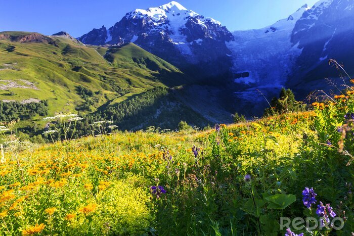 Tableau  Fleurs sur une prairie dans les montagnes