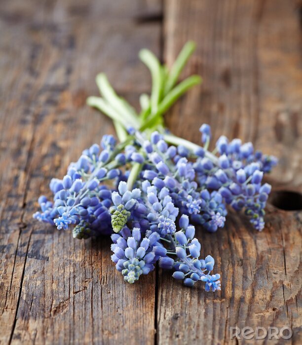 Tableau  Fleurs violettes disposées sur des planches de bois